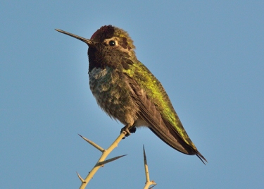 January 8, 2014<br>North Phoenix, AZ<br>Annas hummingbird